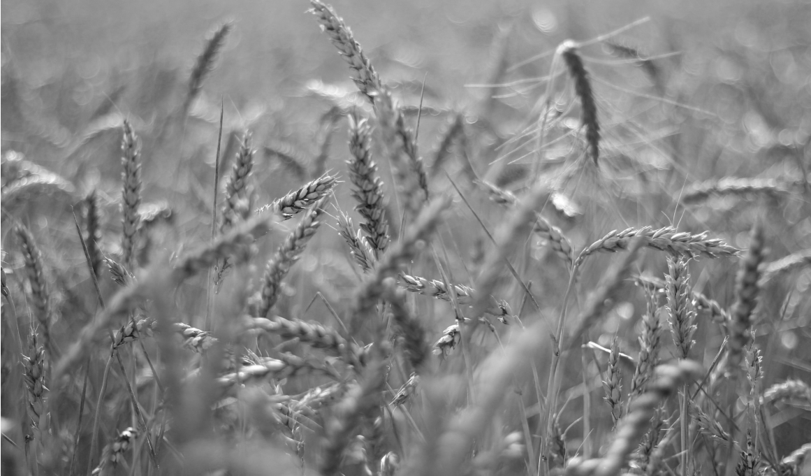 Offer2  Veteax i gråskala